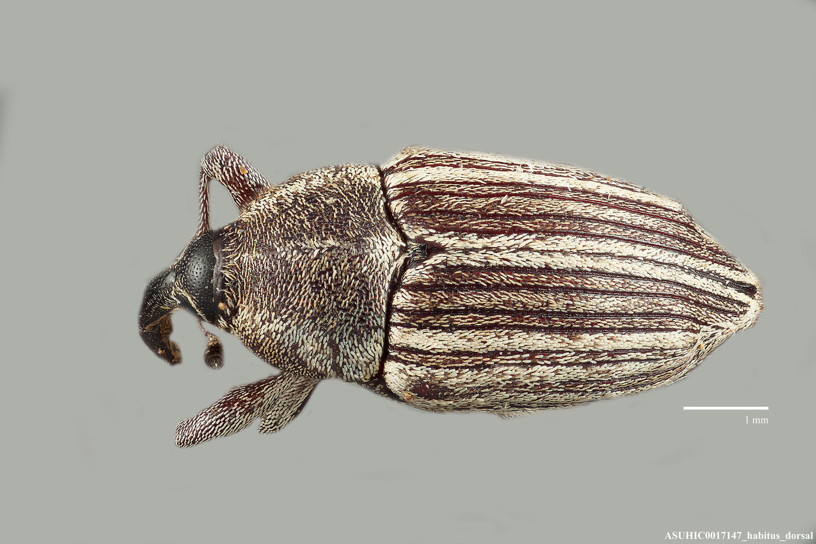 Linogeraeus finitimus image