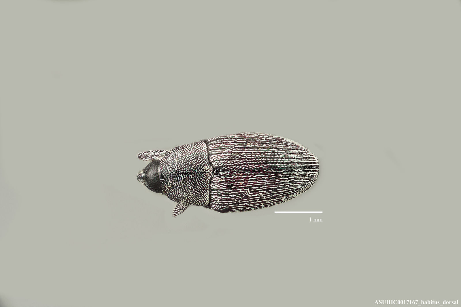 Odontocorynus salebrosus image