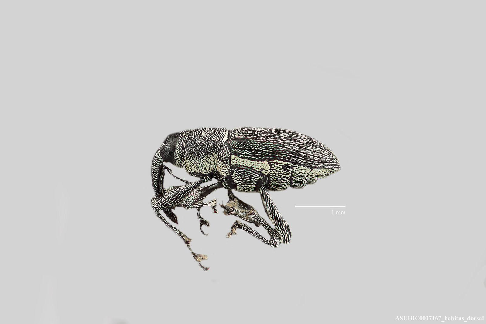 Odontocorynus image