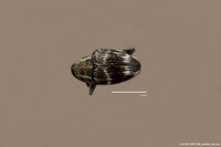 Cyrionyx clathratus image