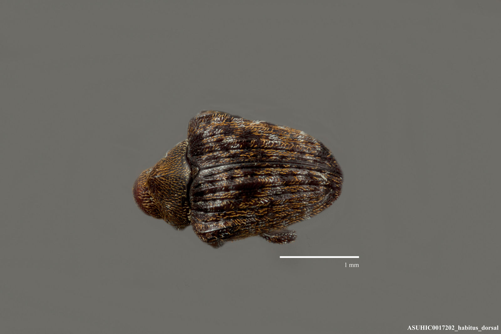 Cyrionyx gibbicollis image