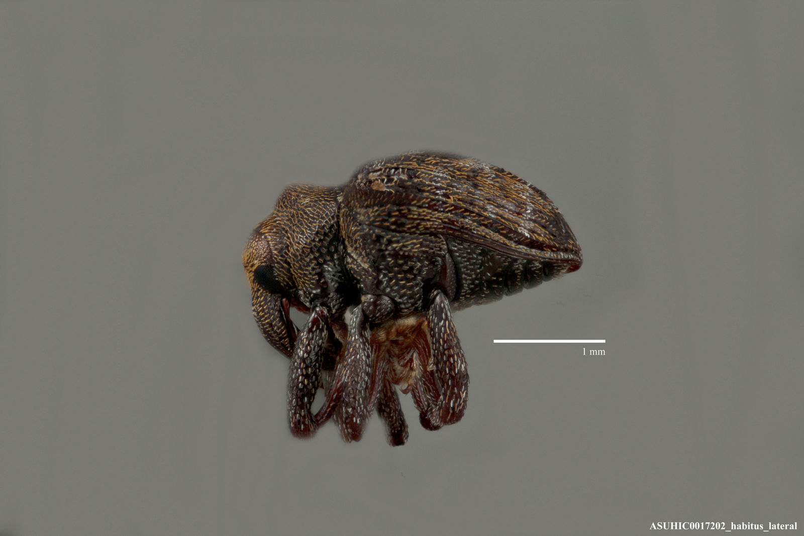 Cyrionyx gibbicollis image