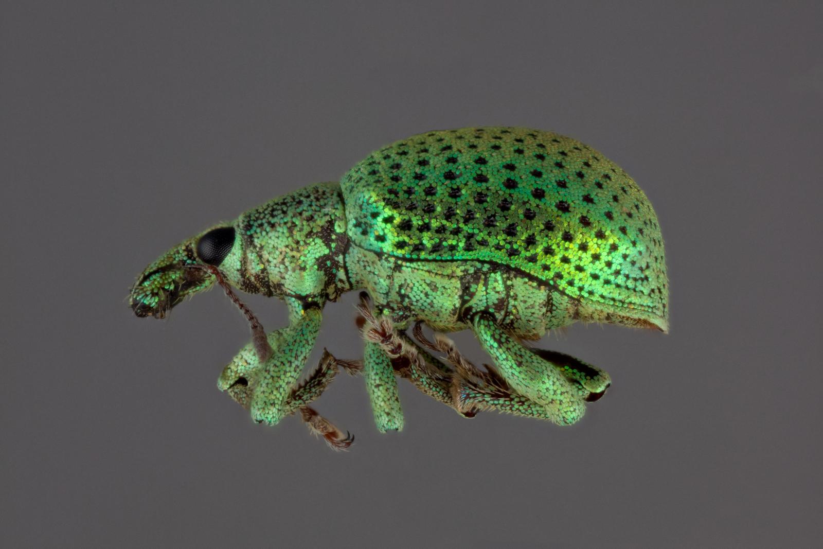 Anidius nitidulus image