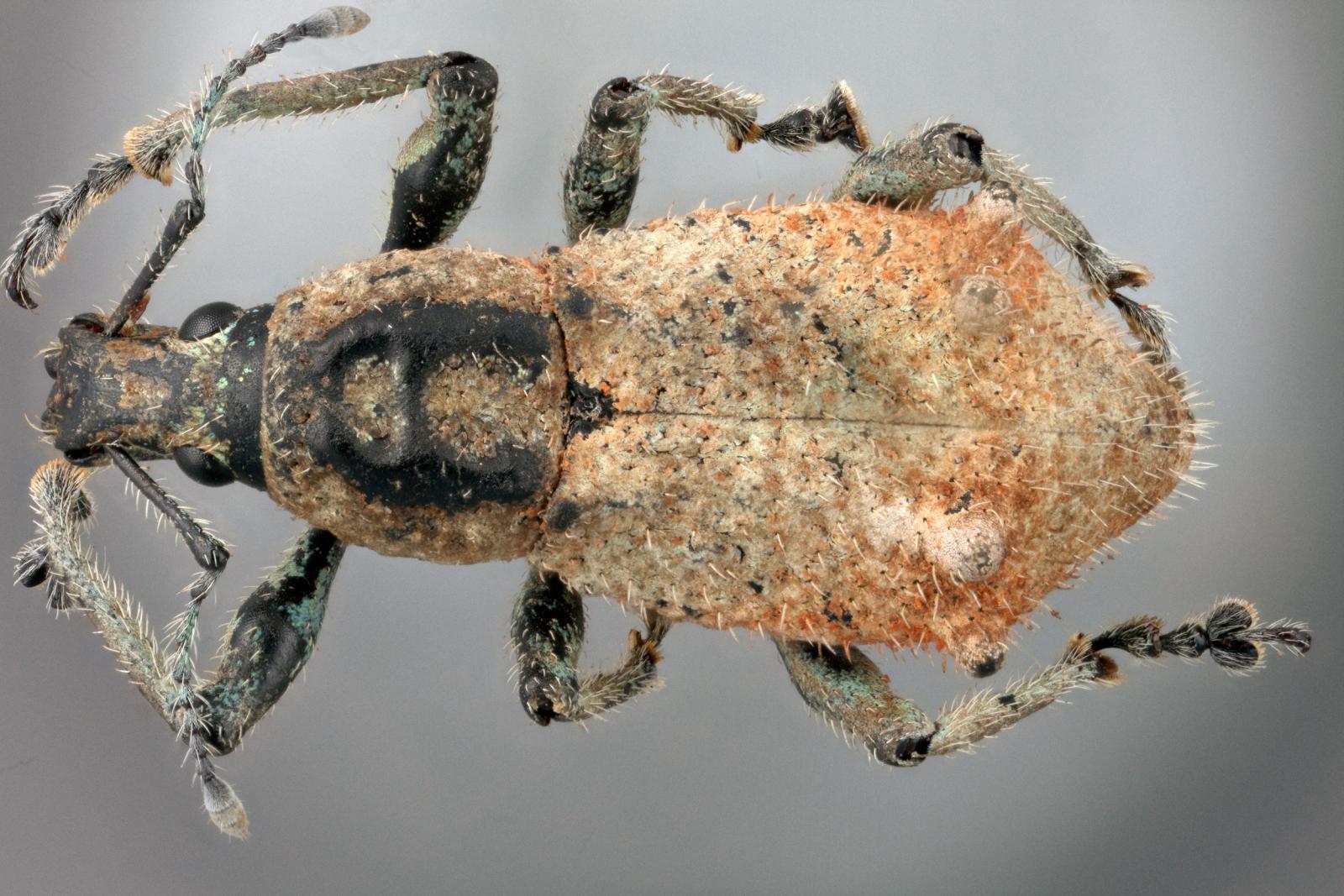 Brachyomus bicostatus image