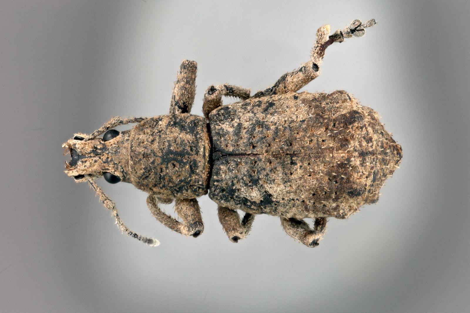 Brachyomus octotuberculatus image