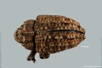 Eubulus aspericollis image