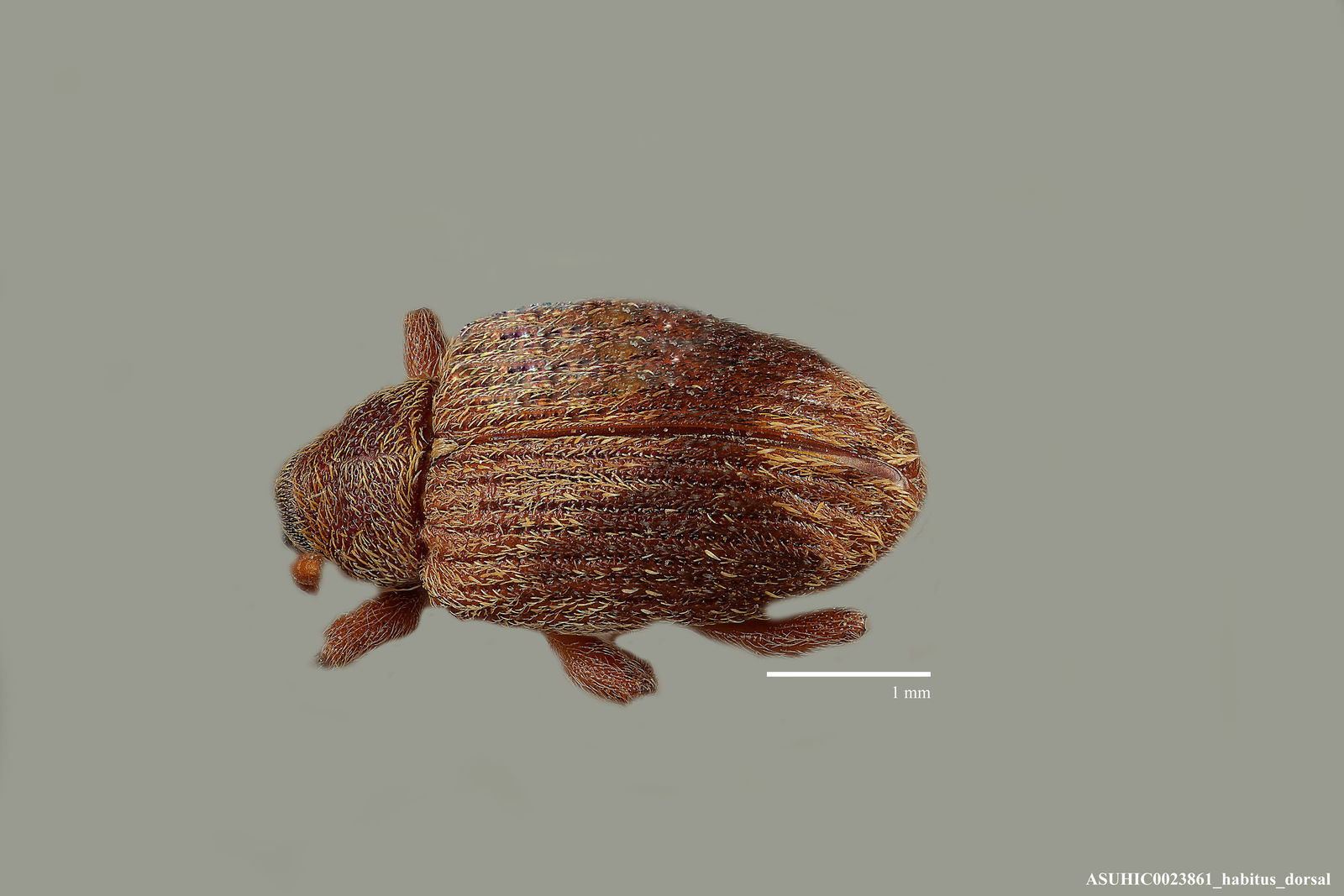 Lignyodes fraxini image