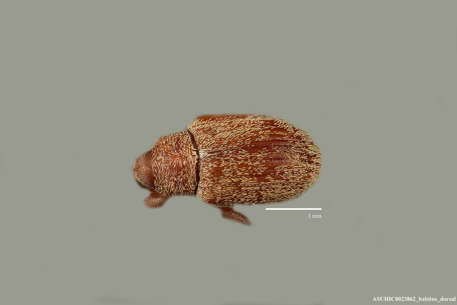 Lignyodes helvolus image