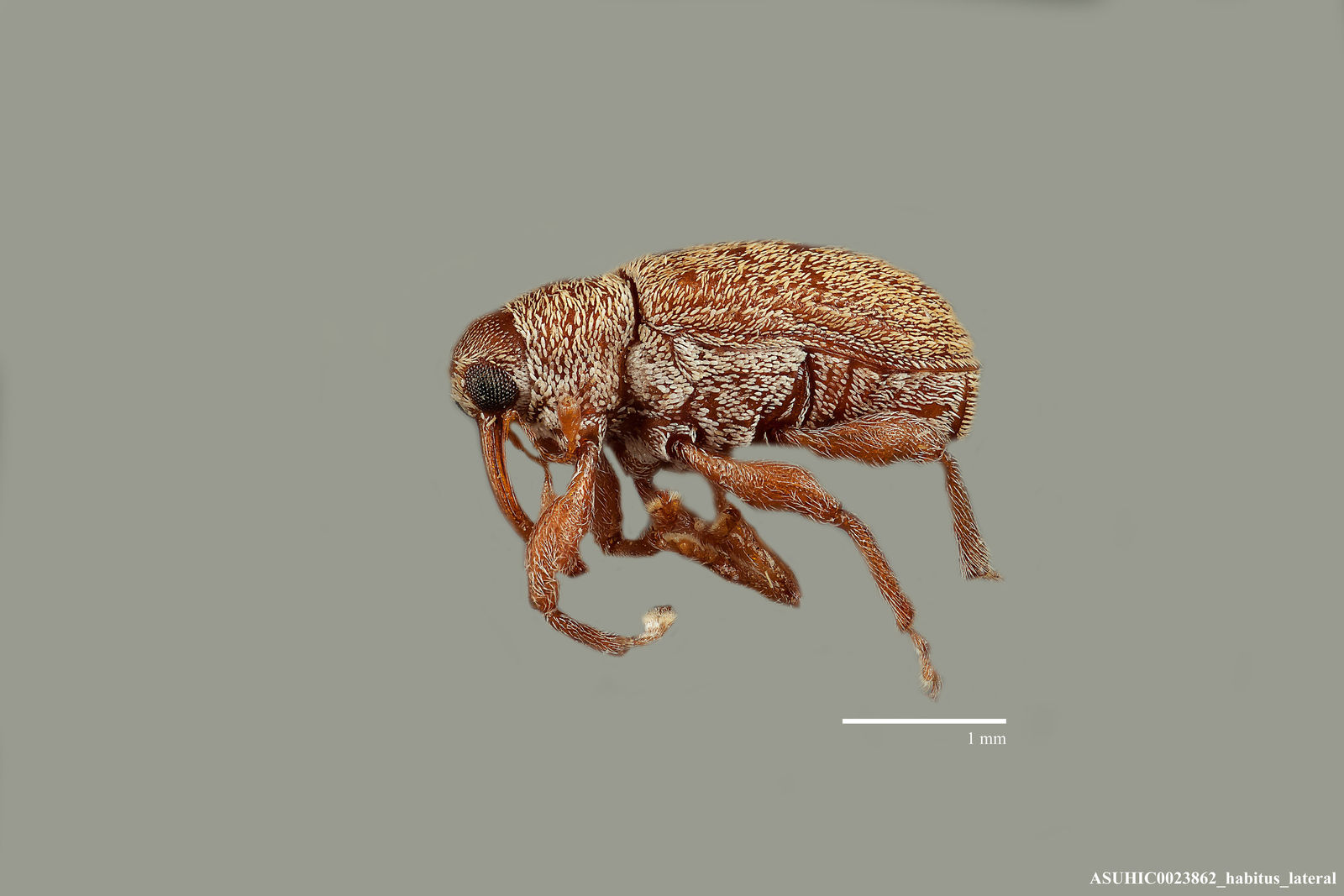 Lignyodes helvolus image