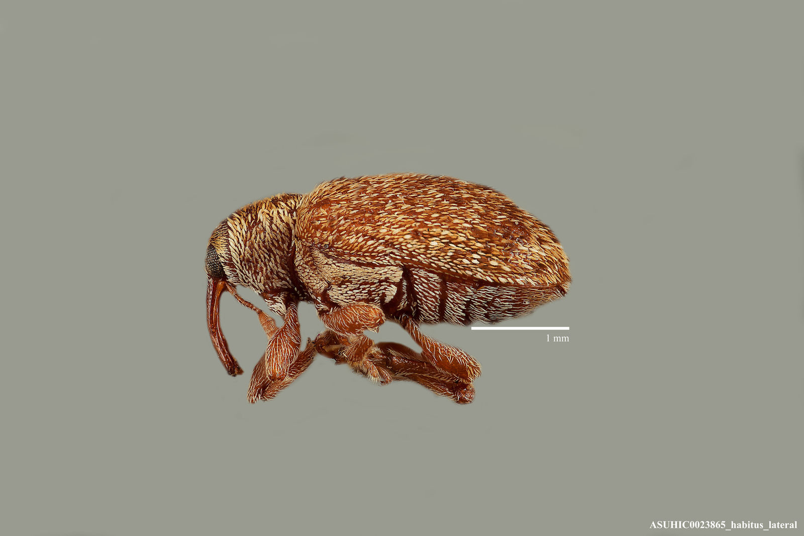 Lignyodes horridulus image