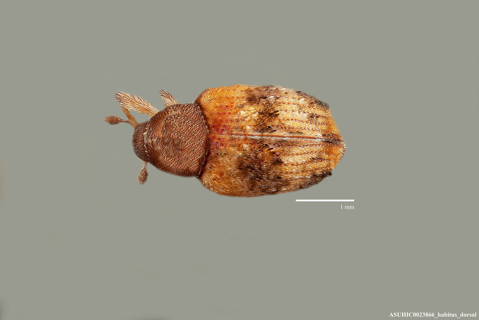 Neotylopterus ligustricolus image