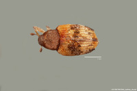 Image of Neotylopterus ligustricolus