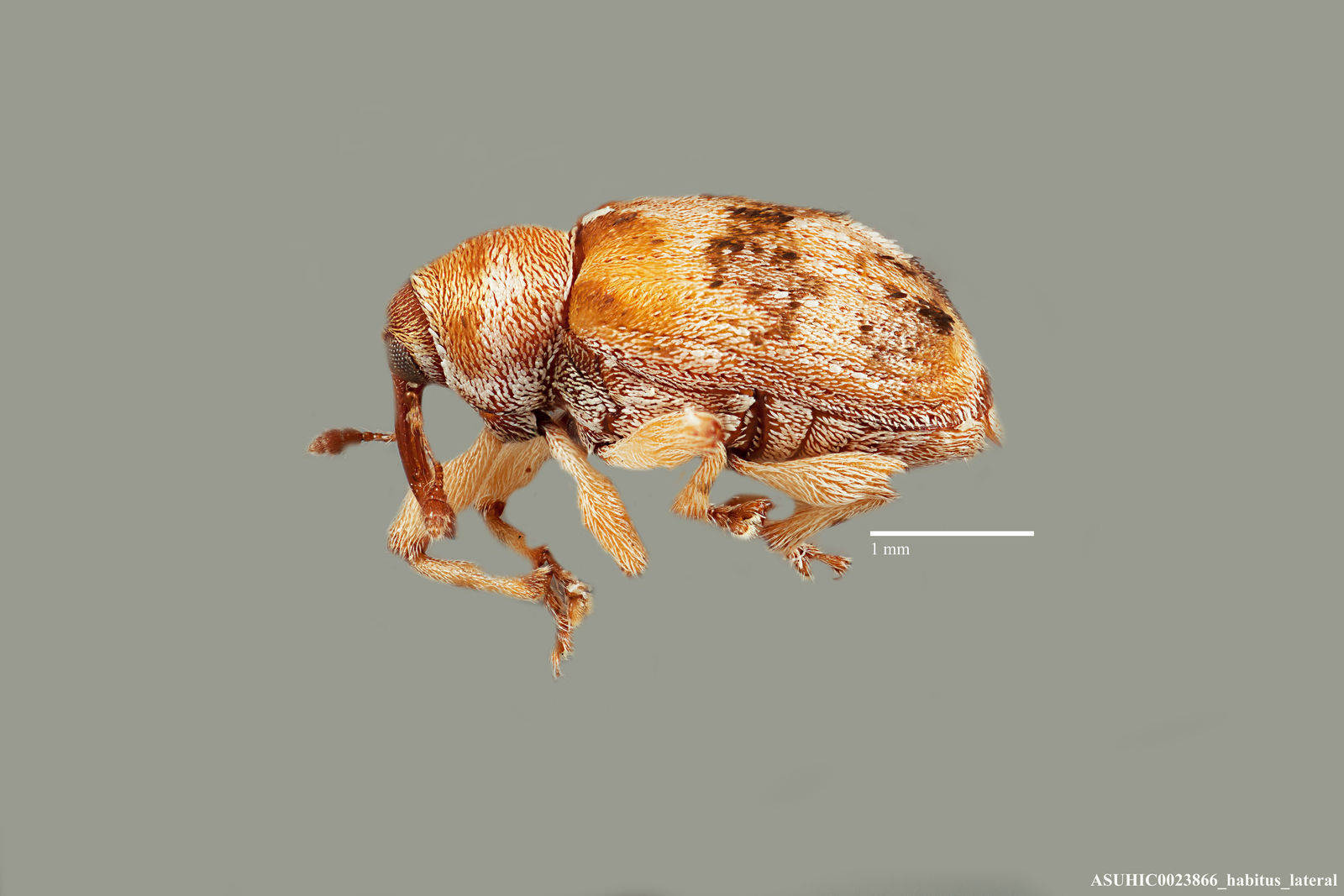 Neotylopterus ligustricolus image