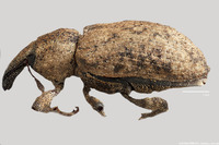 Listronotus oregonensis image