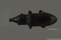 Image of Cossonus piniphilus