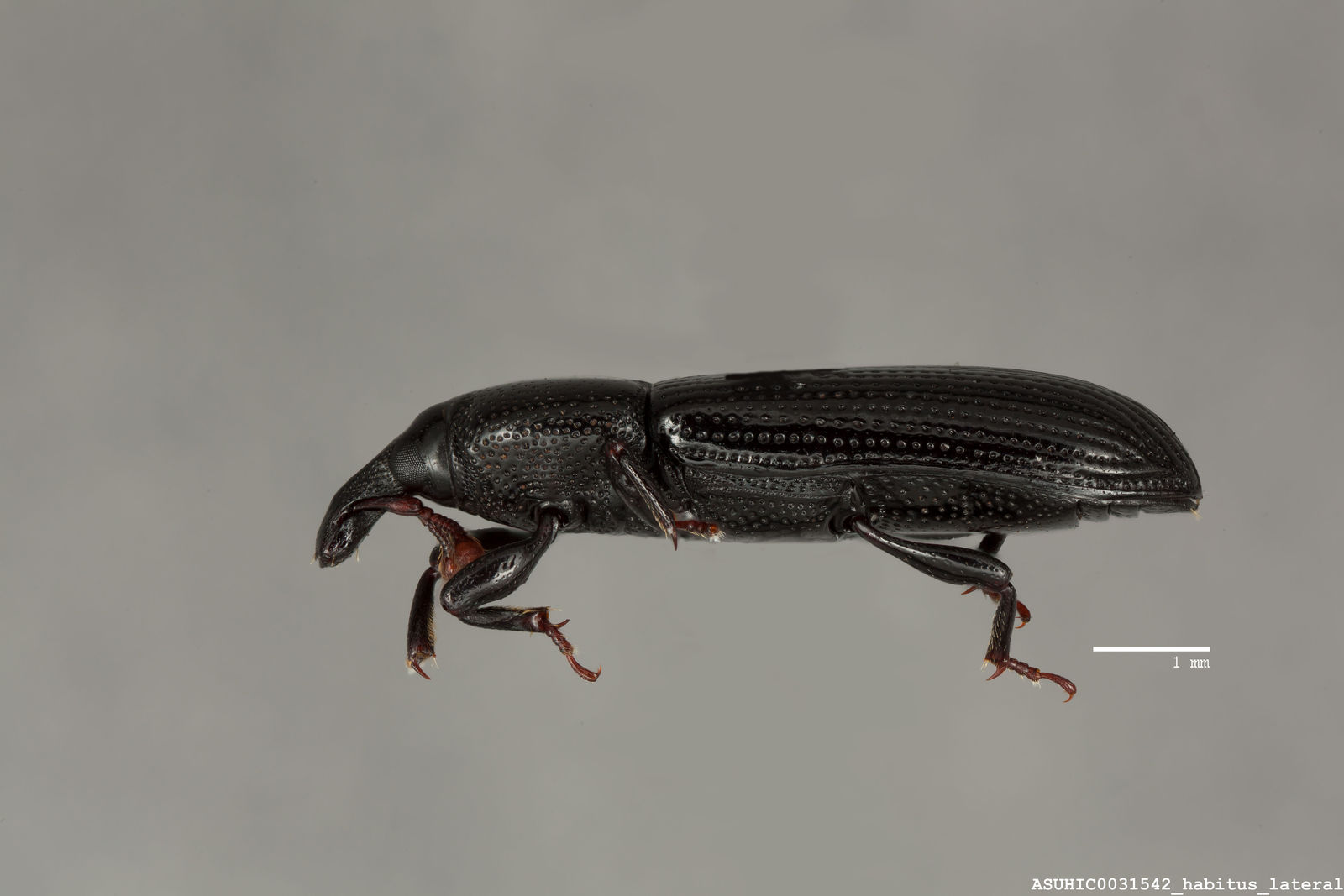 Cossonus duplicatus image