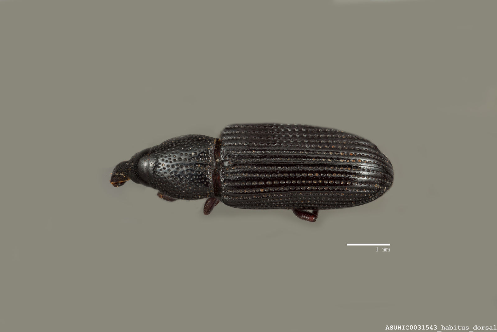 Cossonus ponderosae image