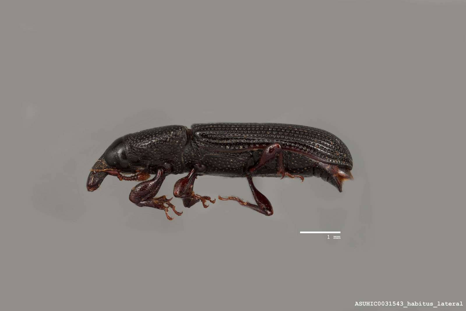 Cossonus ponderosae image