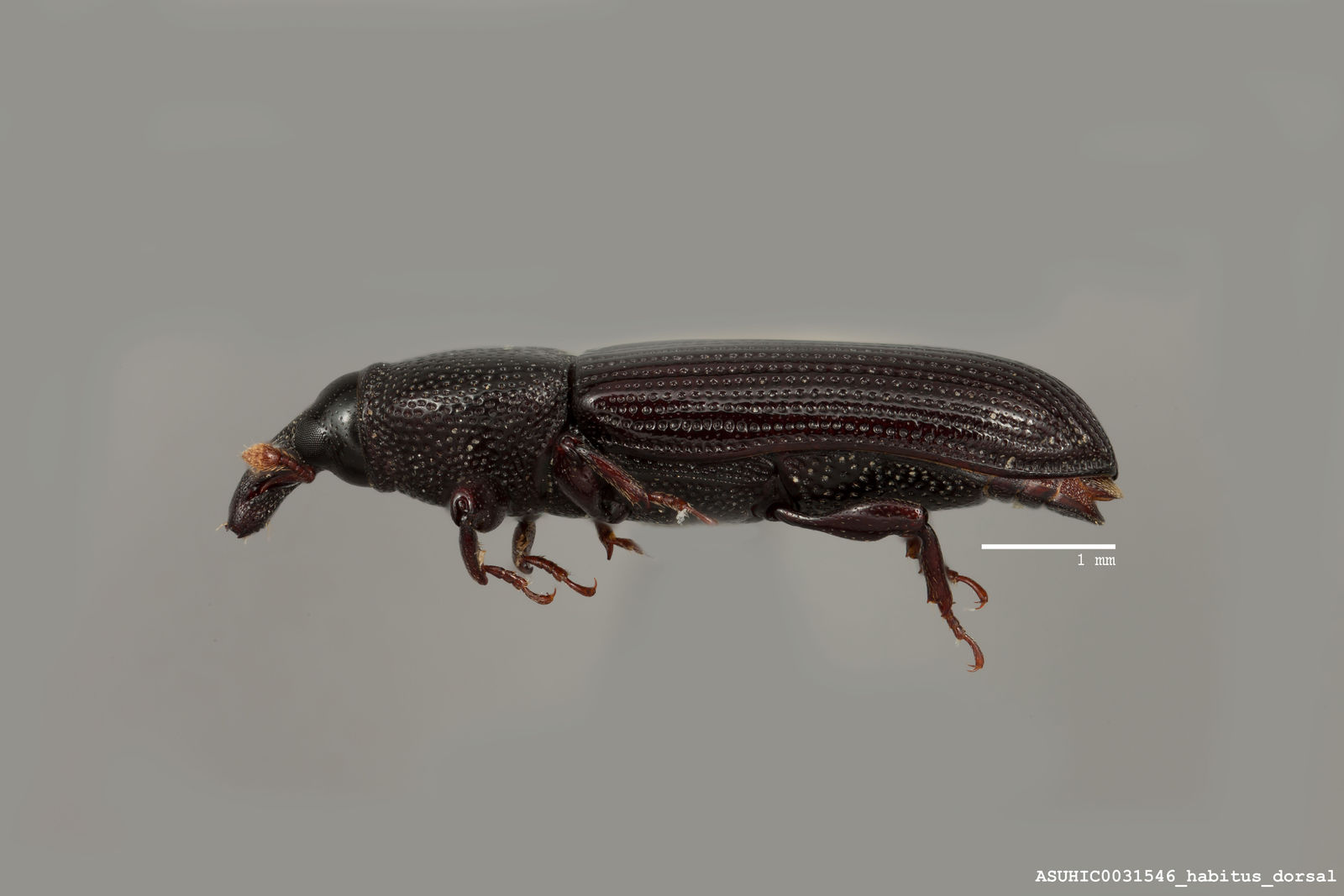 Cossonus quadricollis image