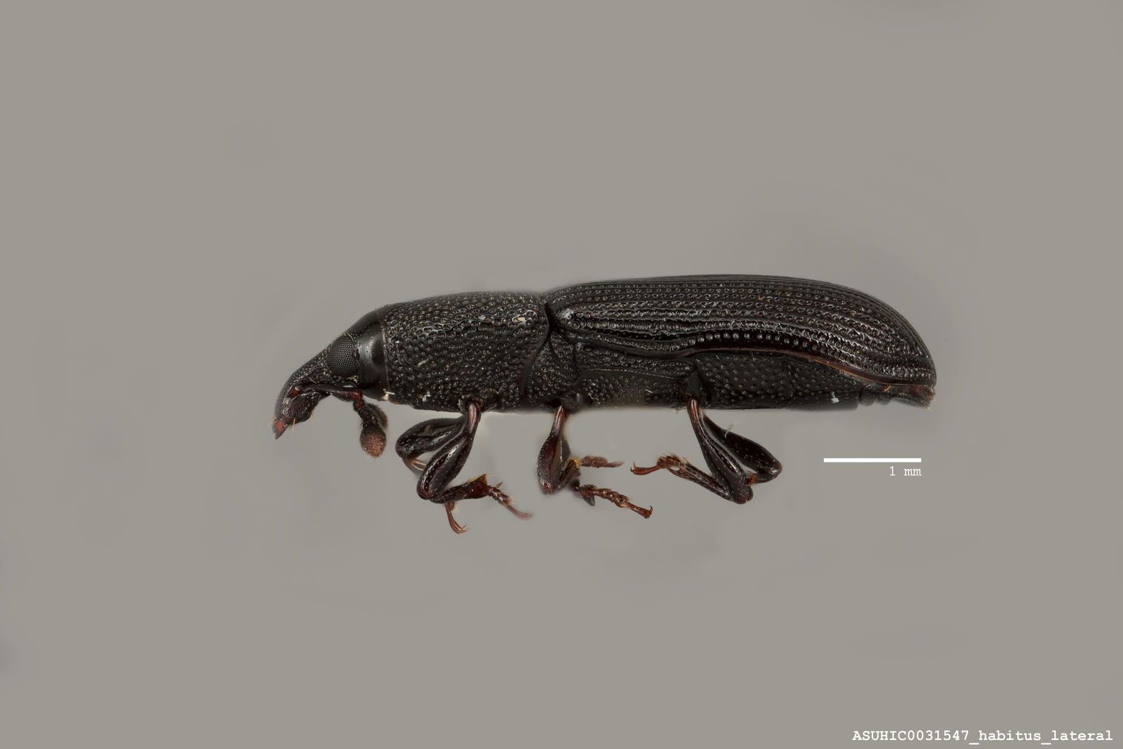 Cossonus schwarzi image
