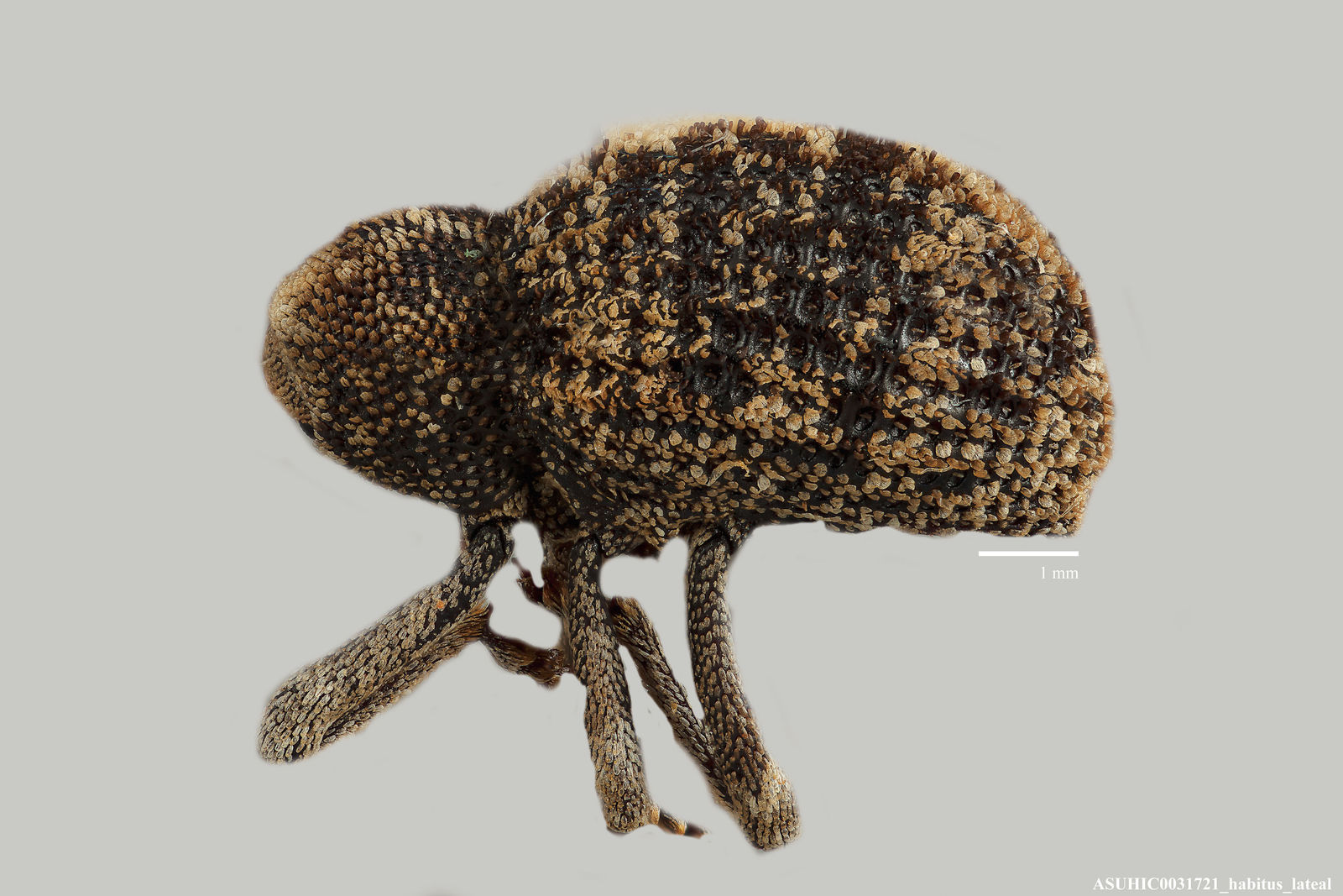 Gerstaeckeria tricolor image