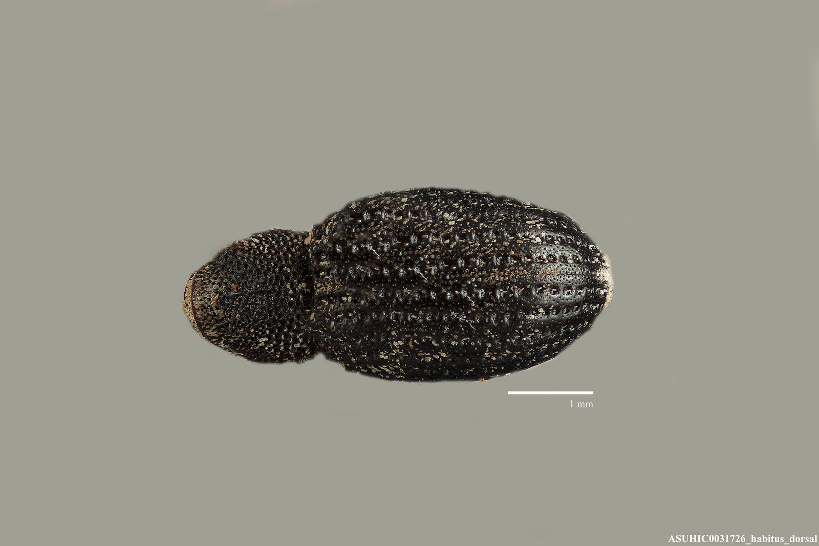 Gerstaeckeria unicolor image