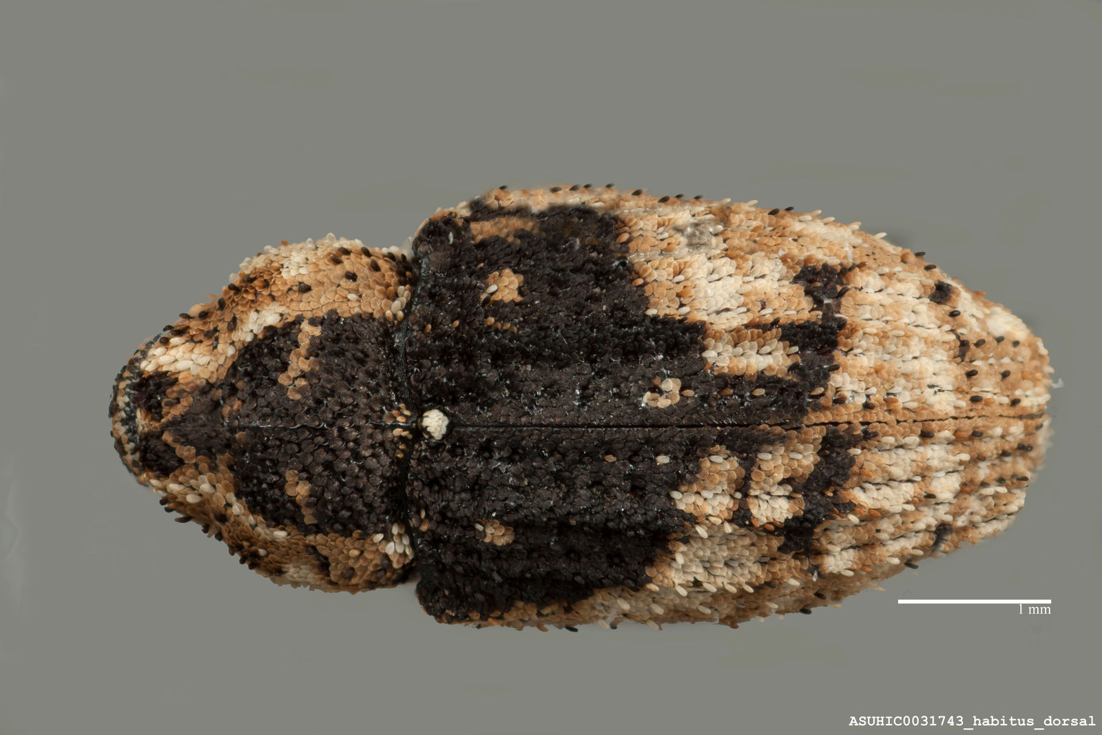 Curculionidae image