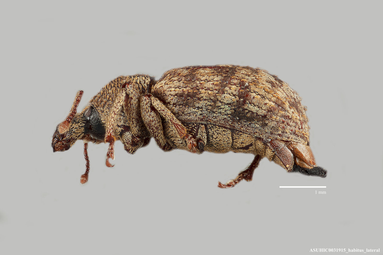 Lepidophorus alternatus image