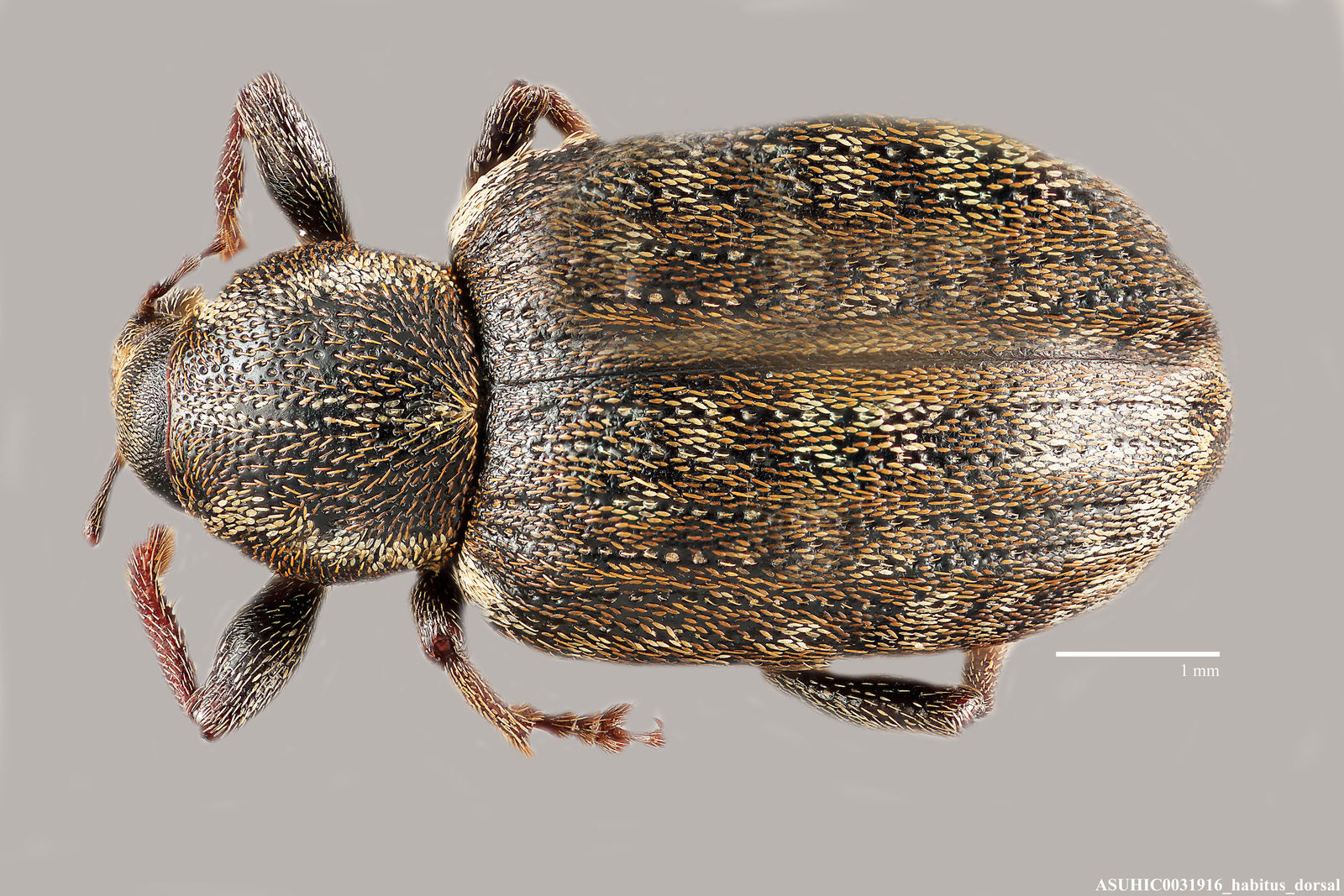 Lepidophorus inquinatus image