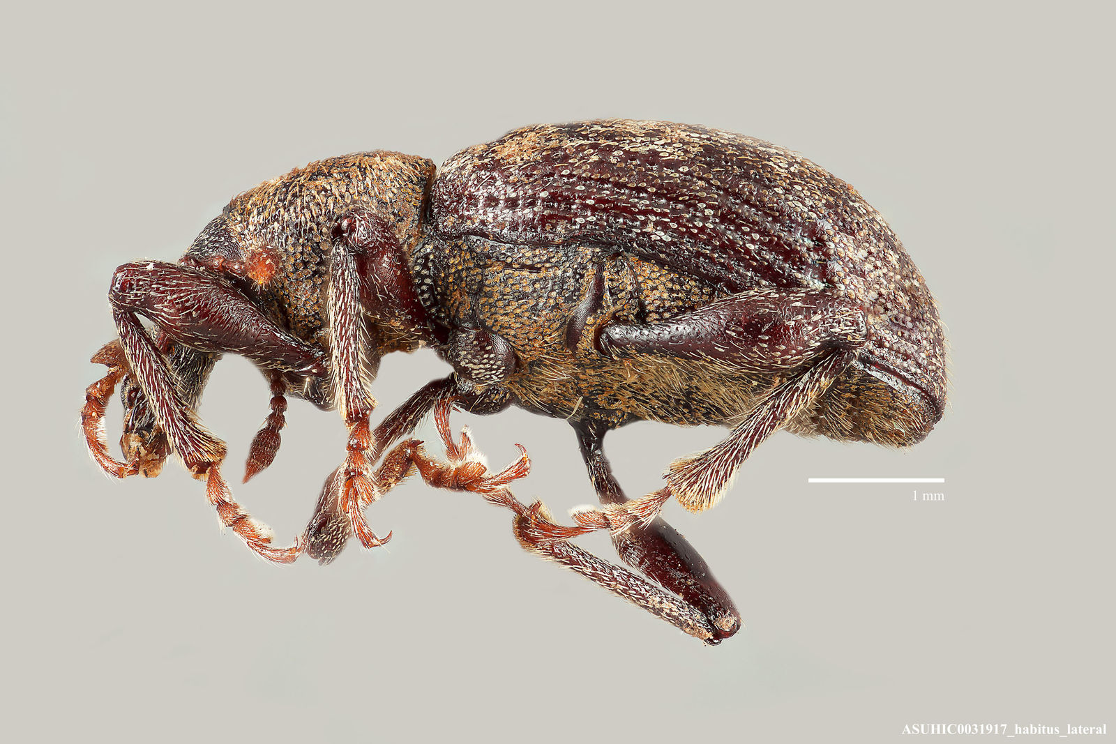 Lepidophorus plumosus image