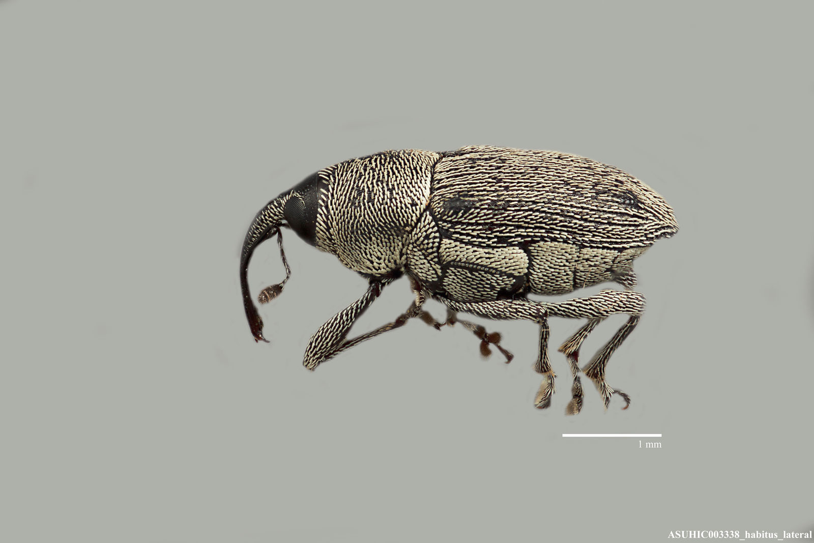 Linogeraeus tonsilis image