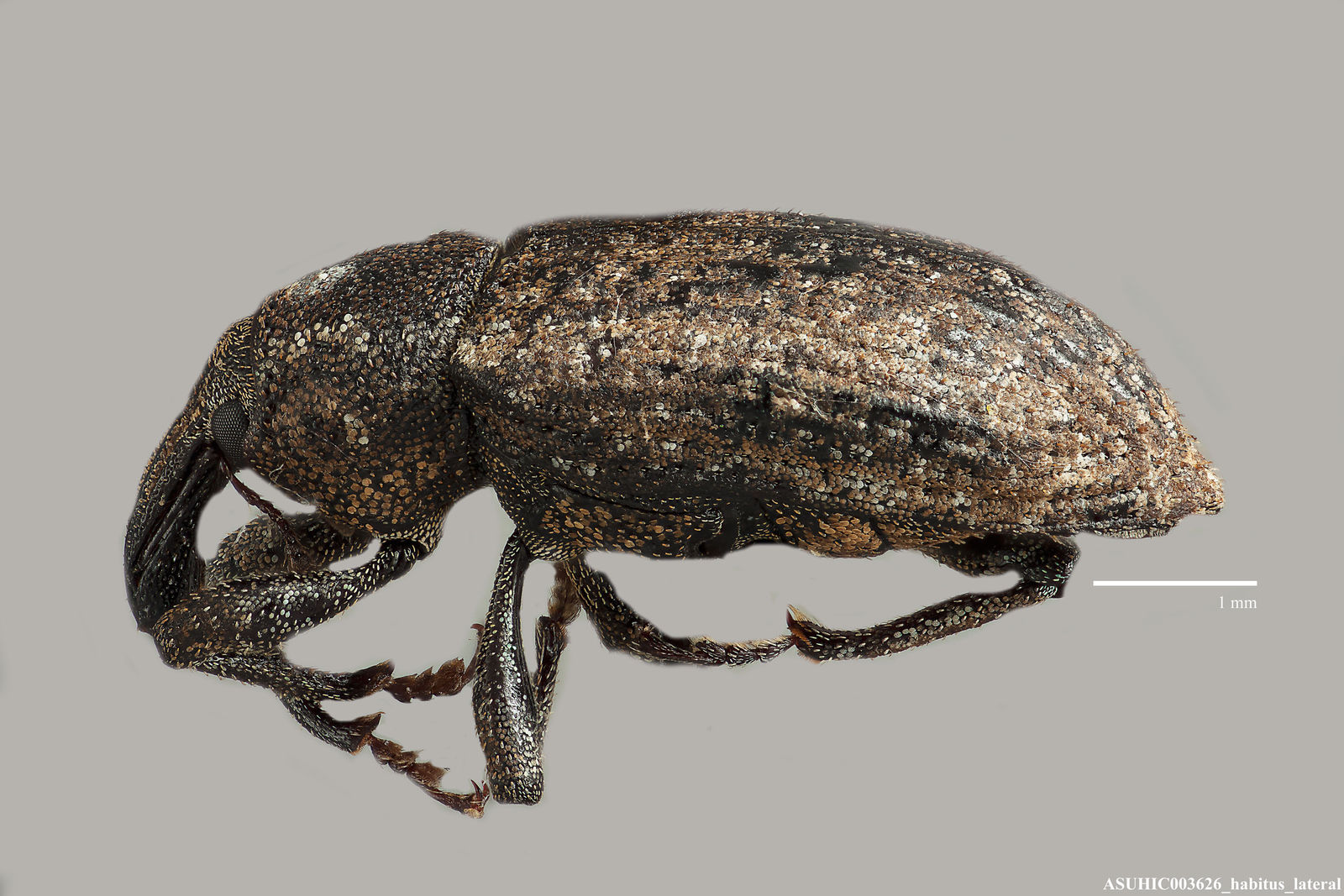 Listronotus palustris image