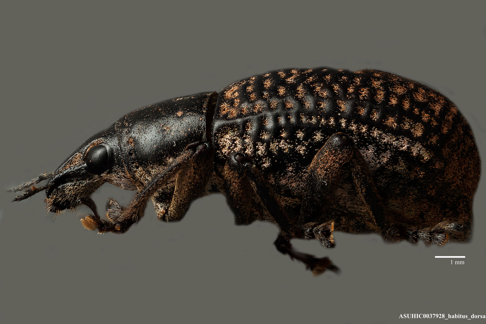 Epicaerus (Epicaerus) image