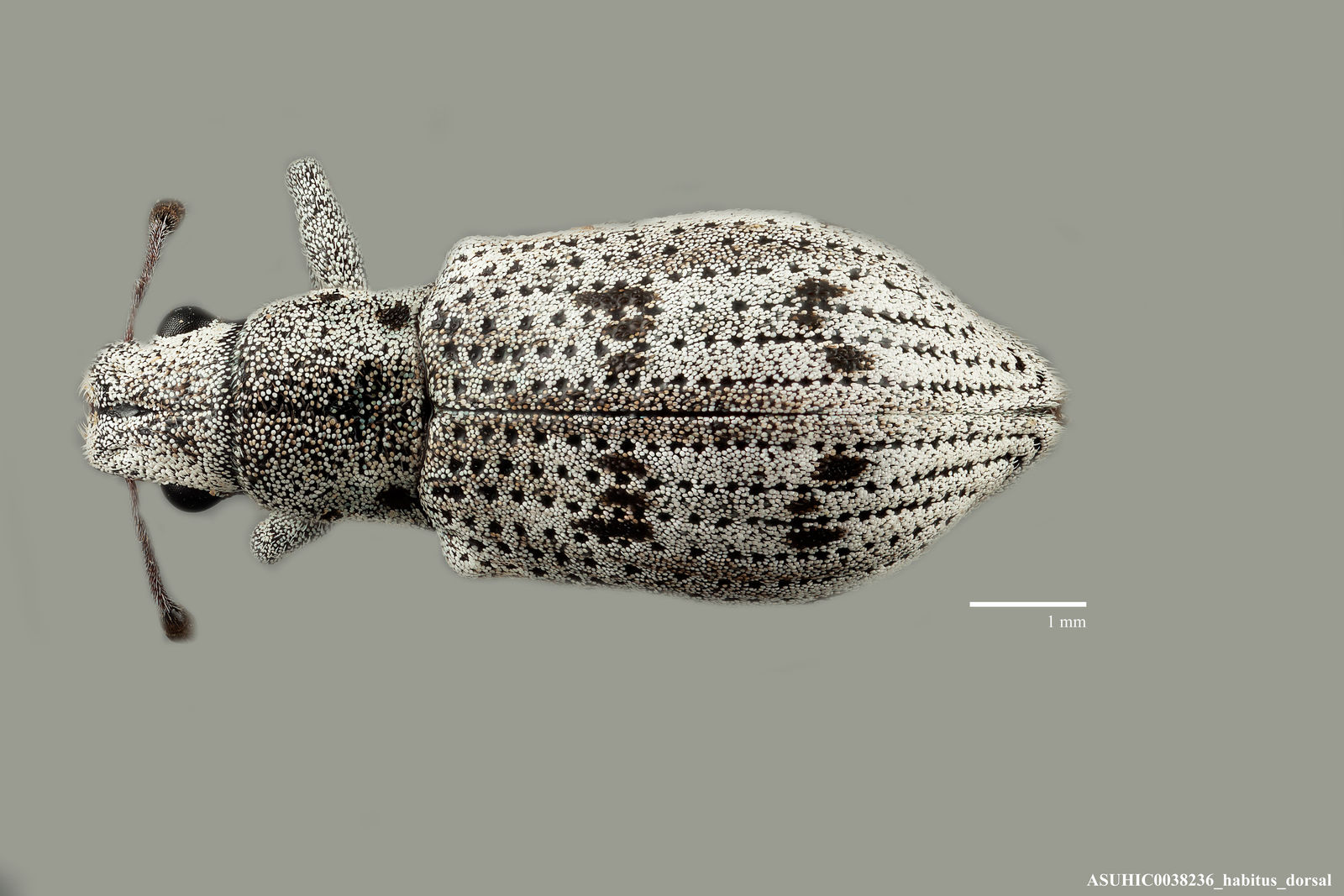 Ericydeus lautus image