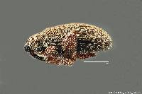Rhynchaenus griseus image