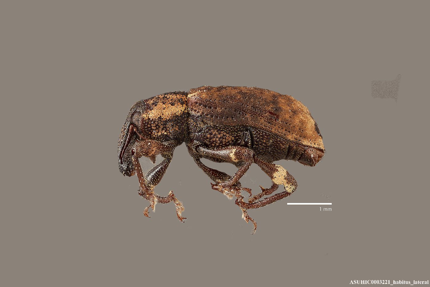 Listronotus insignis image