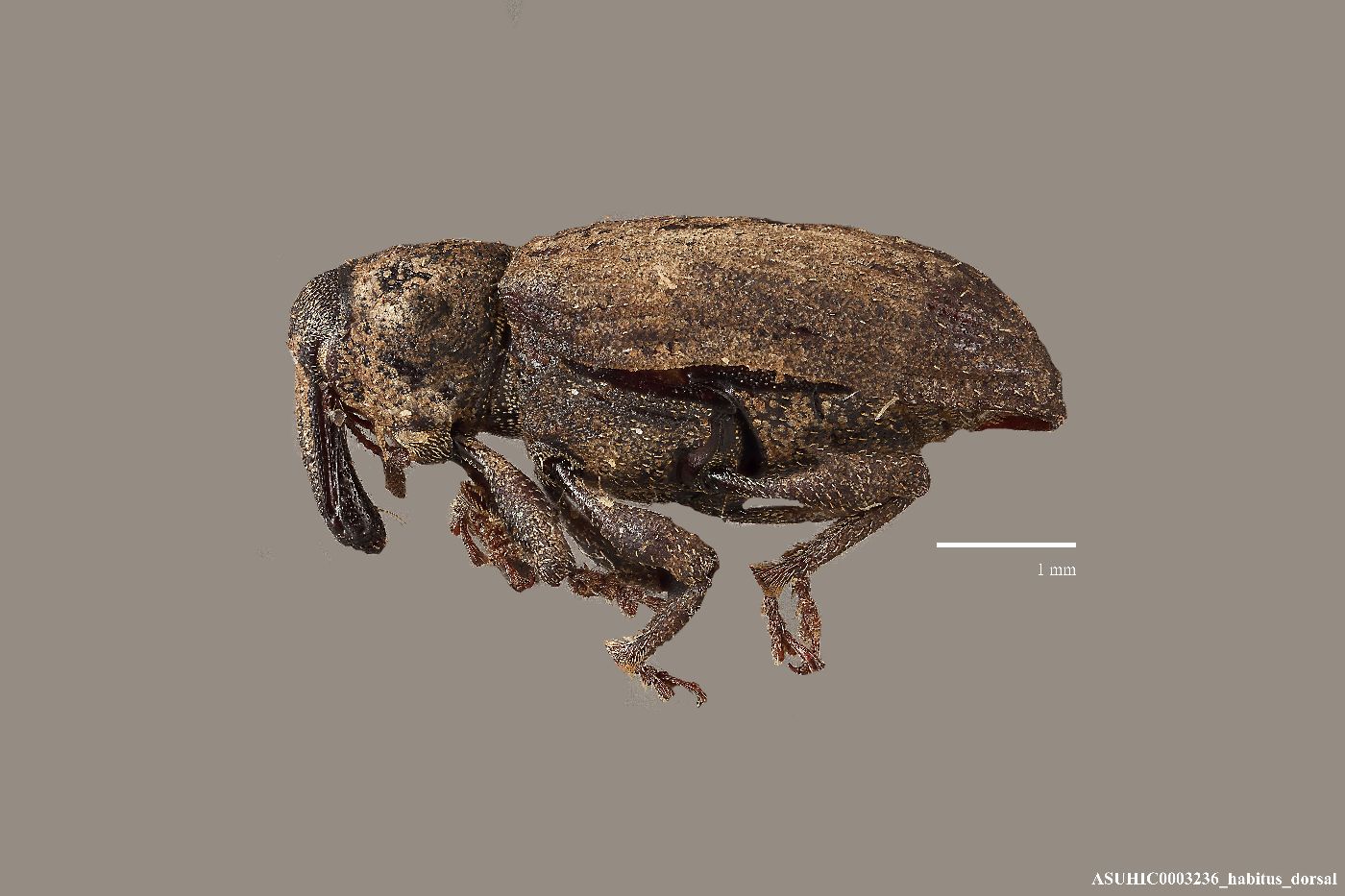 Listronotus rotundicollis image