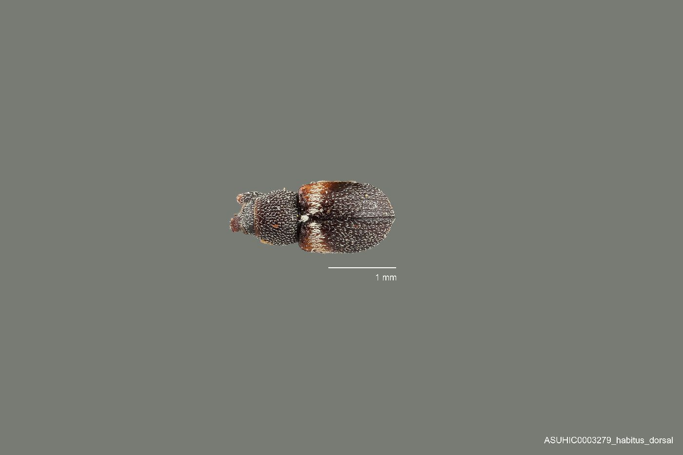 Smicraulax tuberculatus image