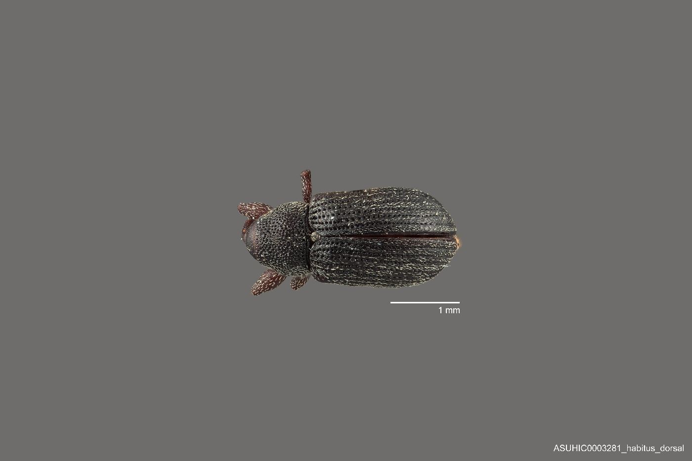 Magdalinops image