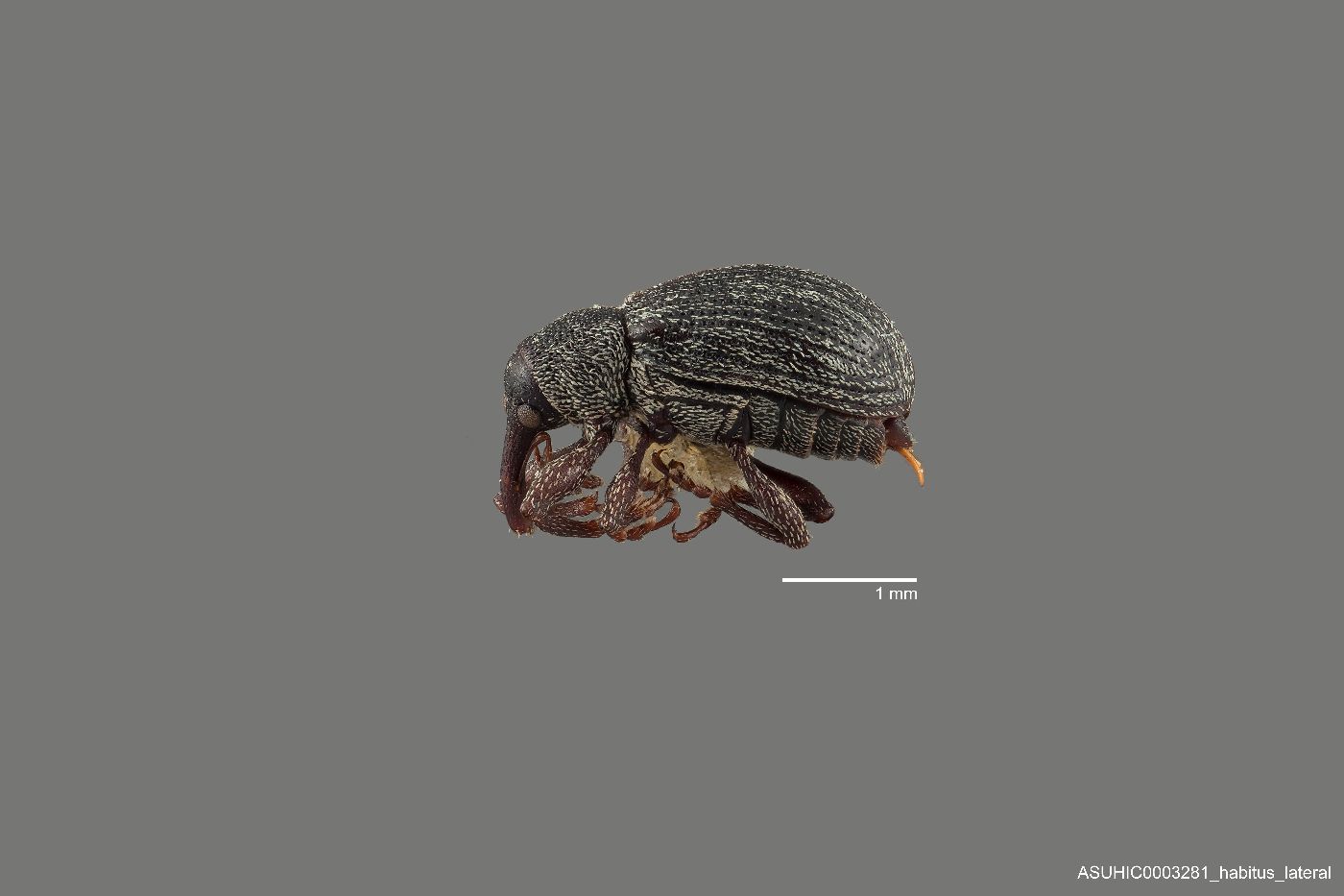 Magdalinops alutaceus image