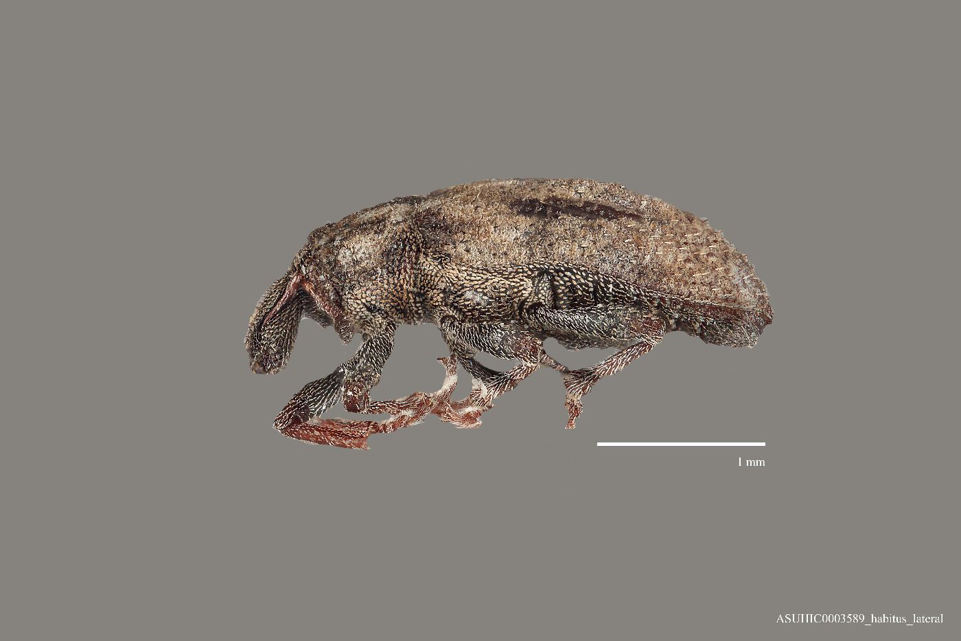 Listronotus sparsus image