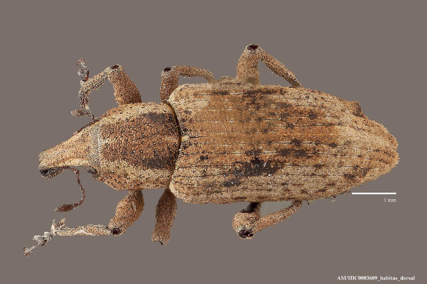 Listronotus sordidus image