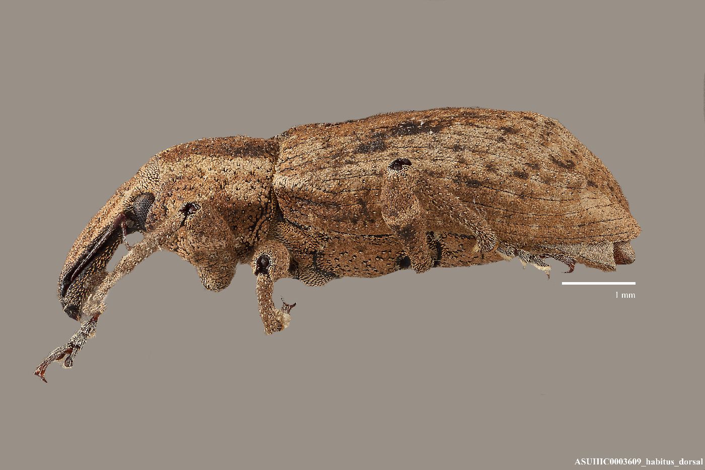 Listronotus sordidus image