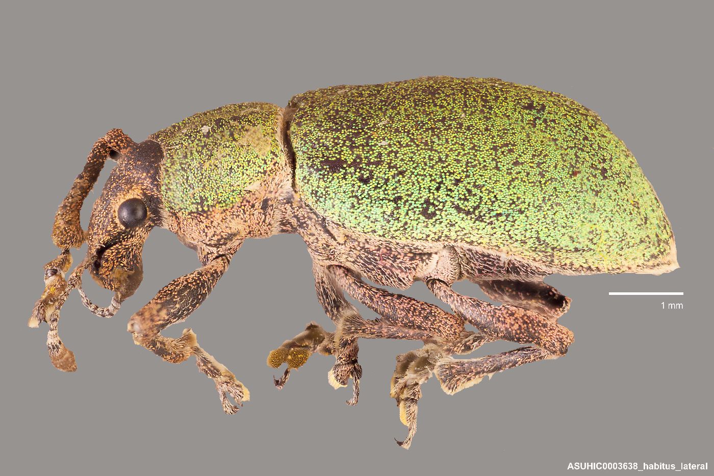 Ericydeus roseiventris image