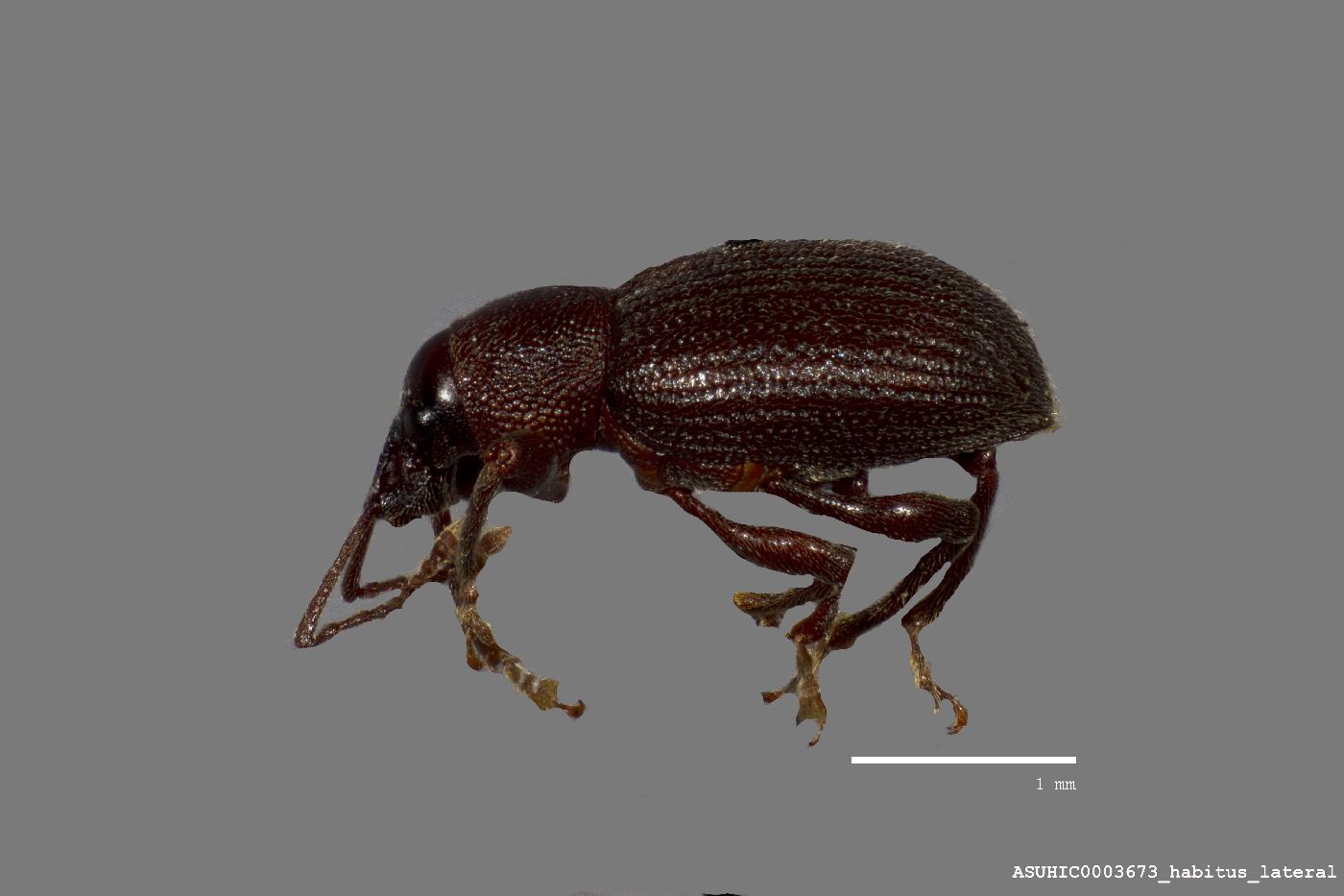 Otiorhynchus (Otiorhynchus) meridionalis image