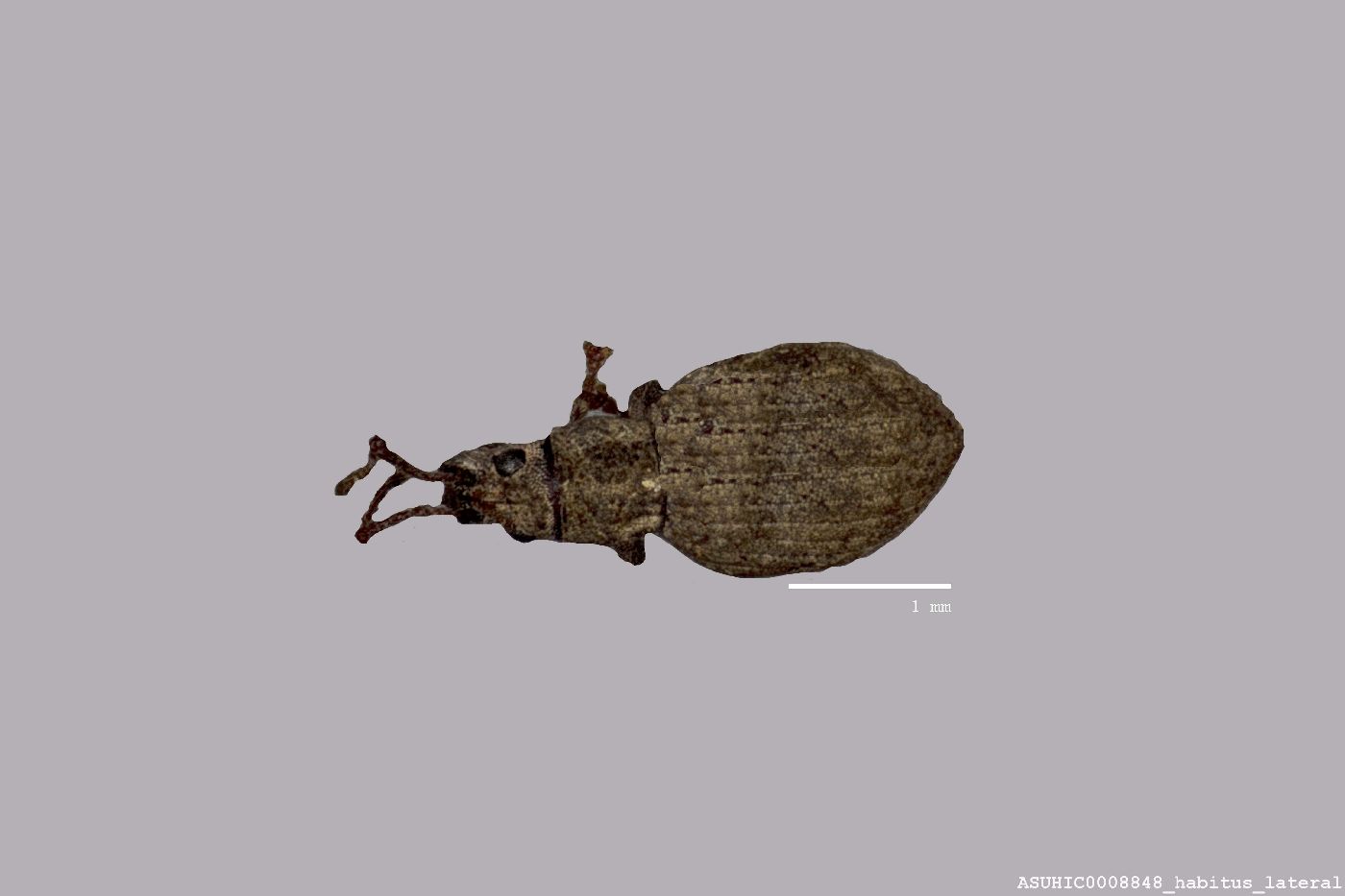 Cryptorhynchini image