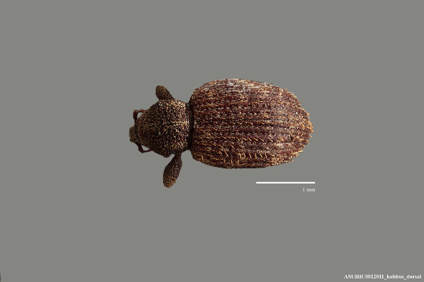 Lepidophorus setiger image