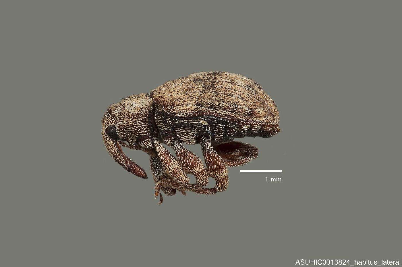 Conotrachelus recessus image