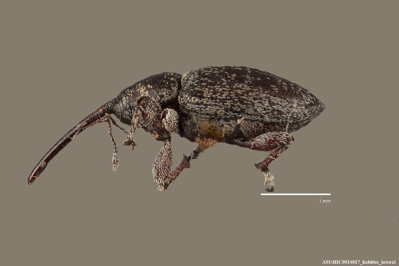 Smicronyx constrictus image