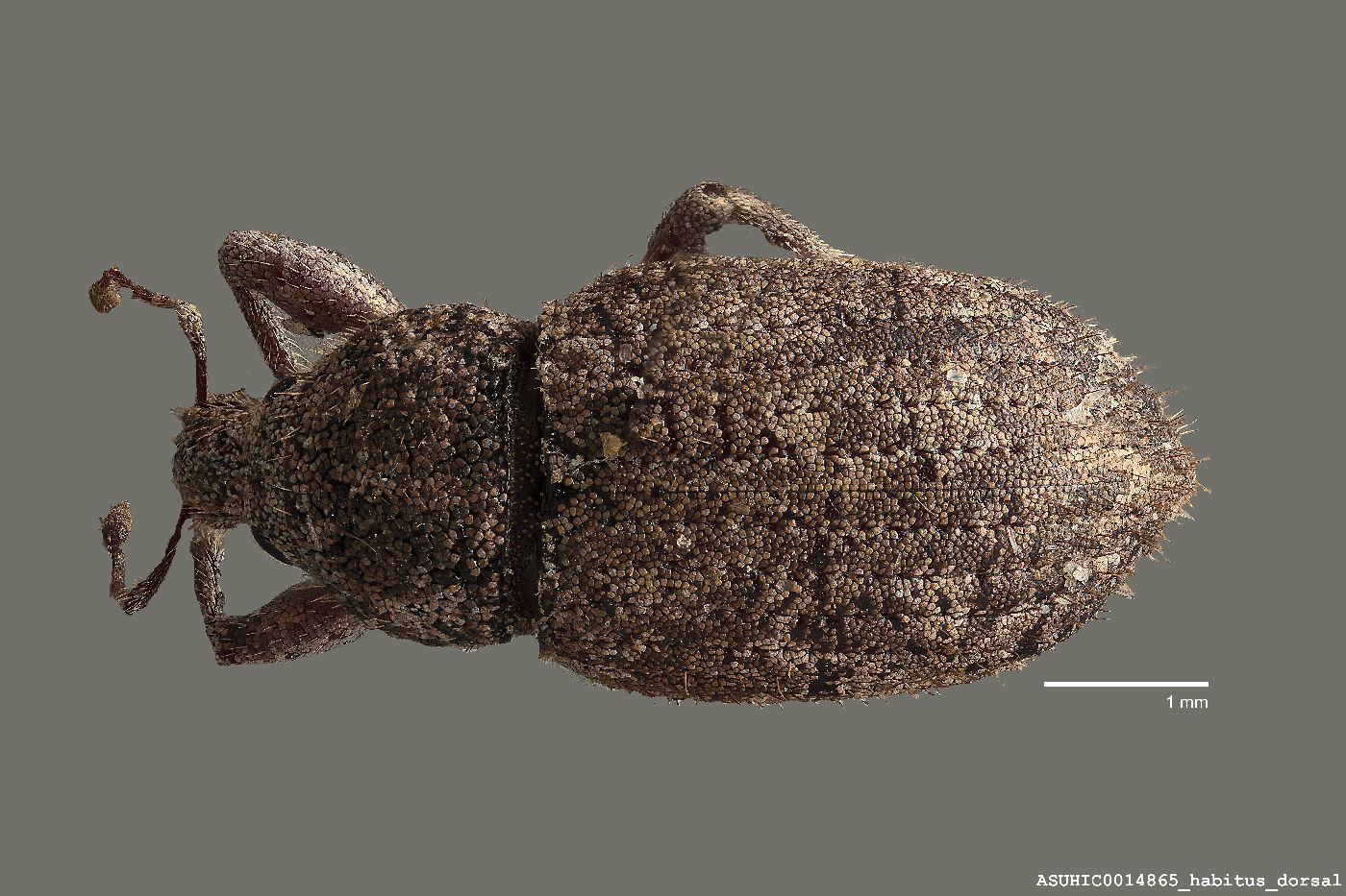 Anametis subfusca image